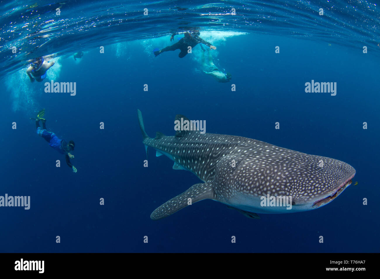 Squalo balena (Rhincodon typus ), Honda Bay, Puerto Princesa, PALAWAN FILIPPINE. Foto Stock