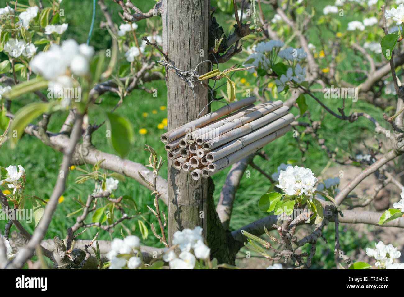 Un insetto hotel appeso ad un albero da frutto in un frutteto Foto Stock