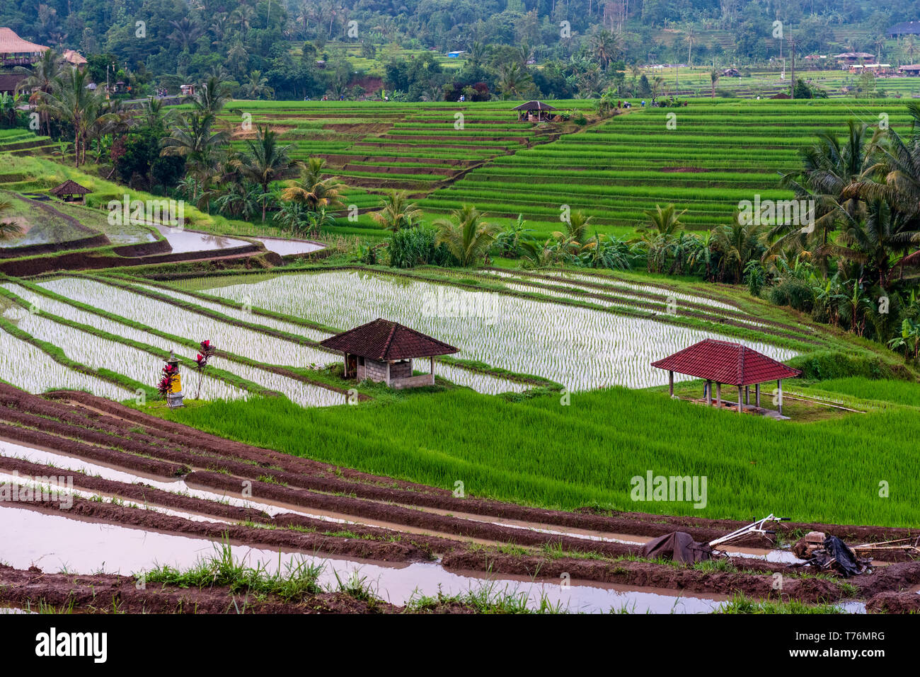 Foto affacciato su campi di riso terrazzati in Indonesia. Foto Stock