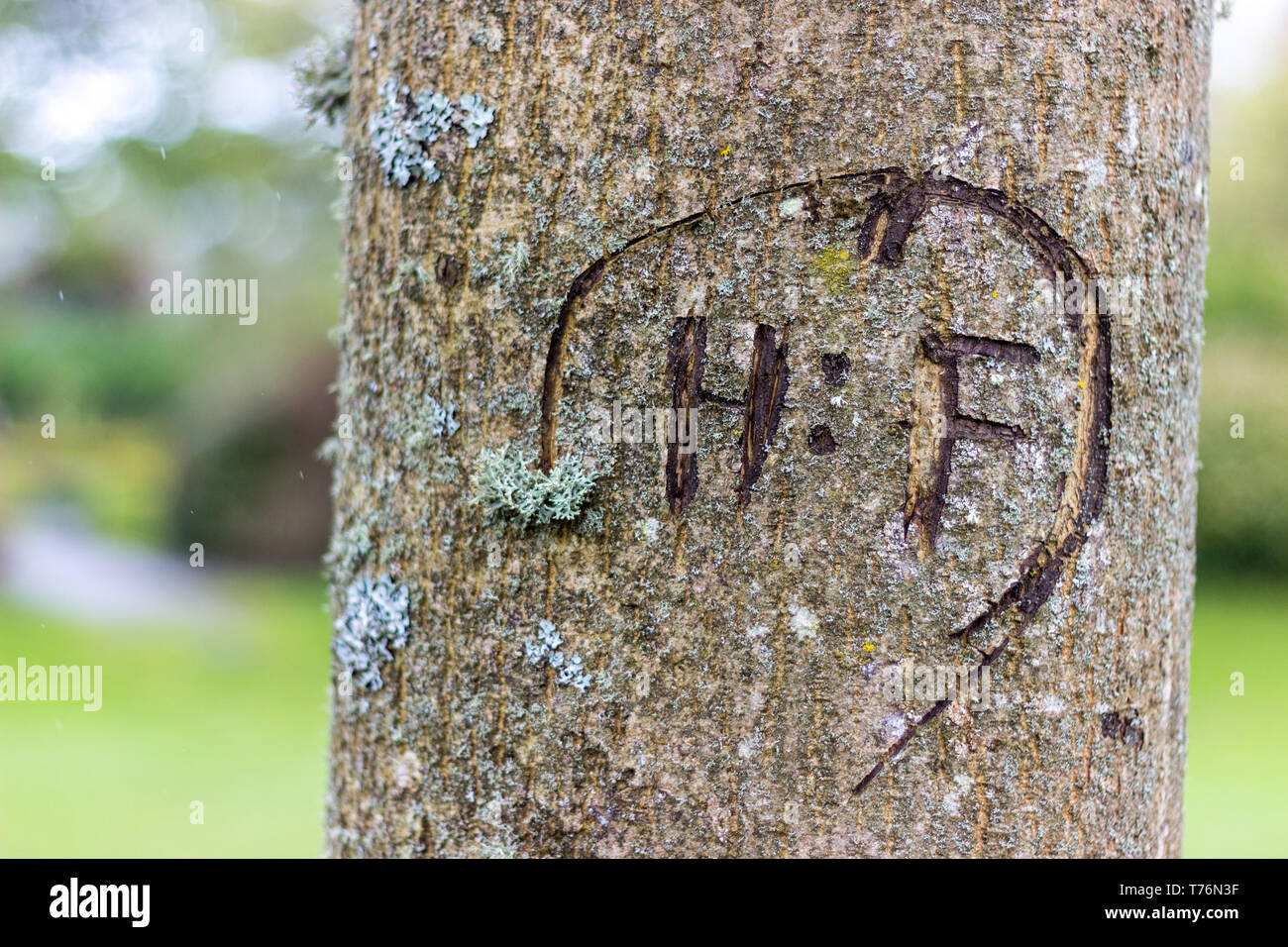 Close-up di un intaglio ad albero Foto Stock