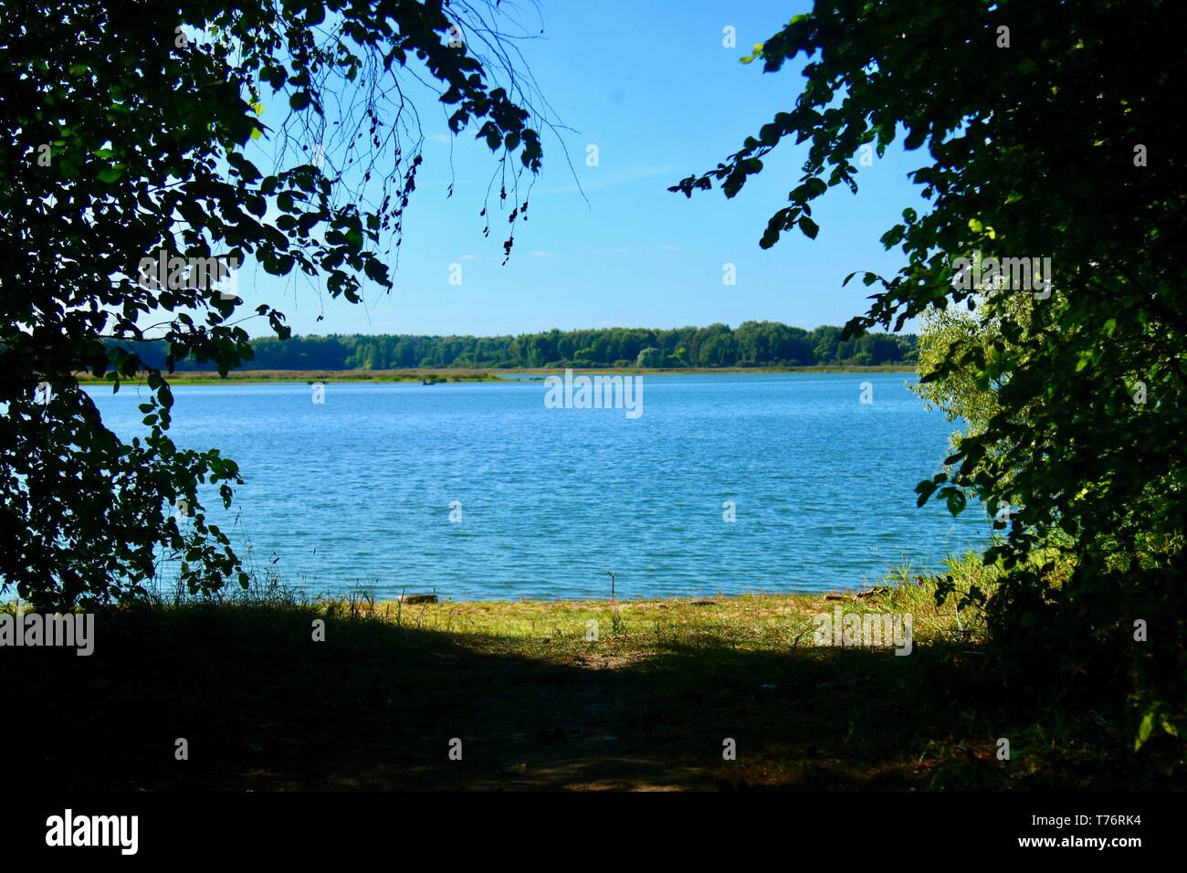 Acqua blu in un lago della foresta di alberi di pino Foto Stock