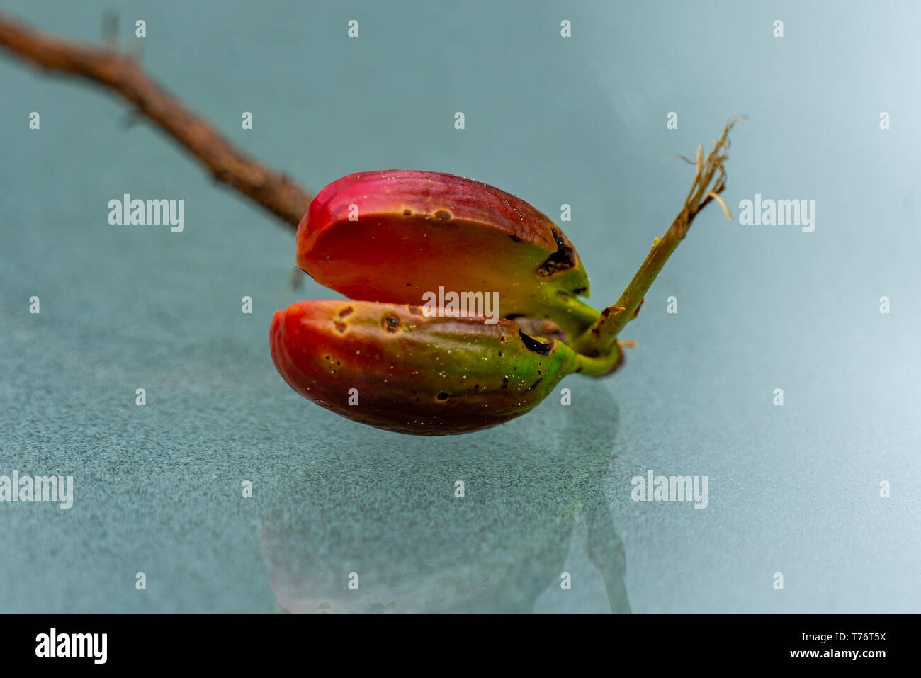 Ripresa macro di un vivace colore rosso e verde acorn germinazione con radice e di nuovo girare Foto Stock