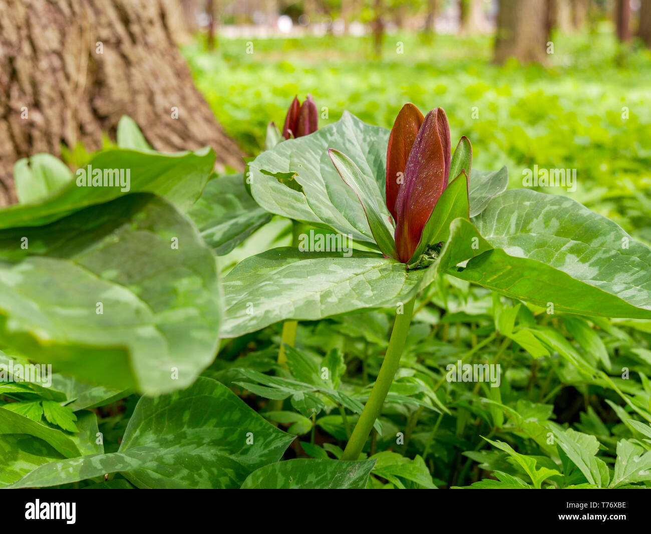 Toadshade o wake robin (Trillium sessili). Fiori come l'odore di marciume carne e sono volate impollinato. Foto Stock