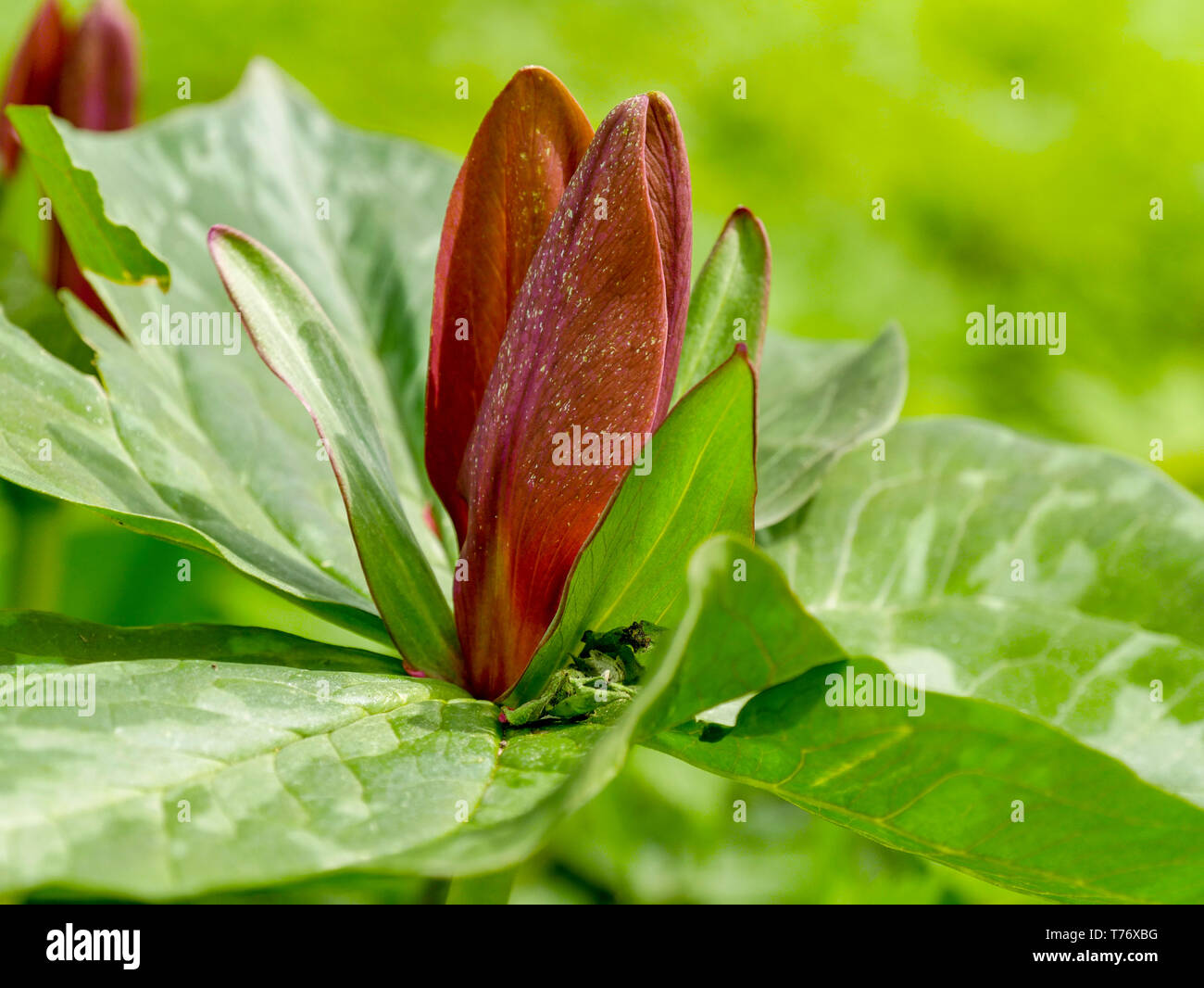 Toadshade o wake robin (Trillium sessili). Fiori come l'odore di marciume carne e sono volate impollinato. Foto Stock