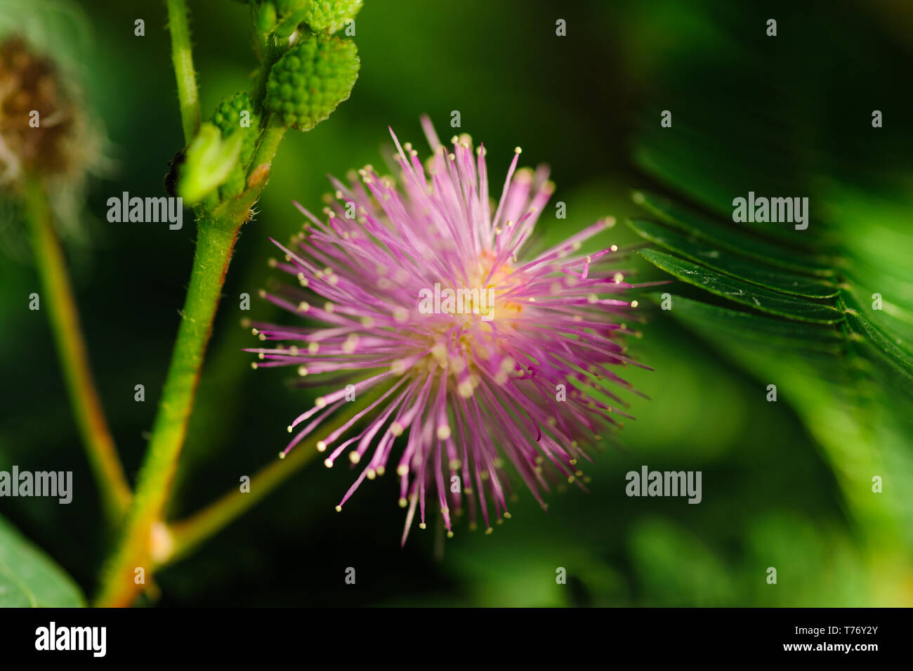 Chiudere l immagine del fiore mimosa isolata contro lo sfondo con sharp ricca colorfull e dettagli contrasty Foto Stock