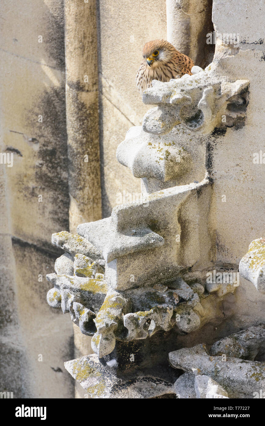 Comune femmina gheppio (Turmfalke, Falco tinnunculus) alla facciata di Stephansdom (Cattedrale Santo Stefano) Foto Stock
