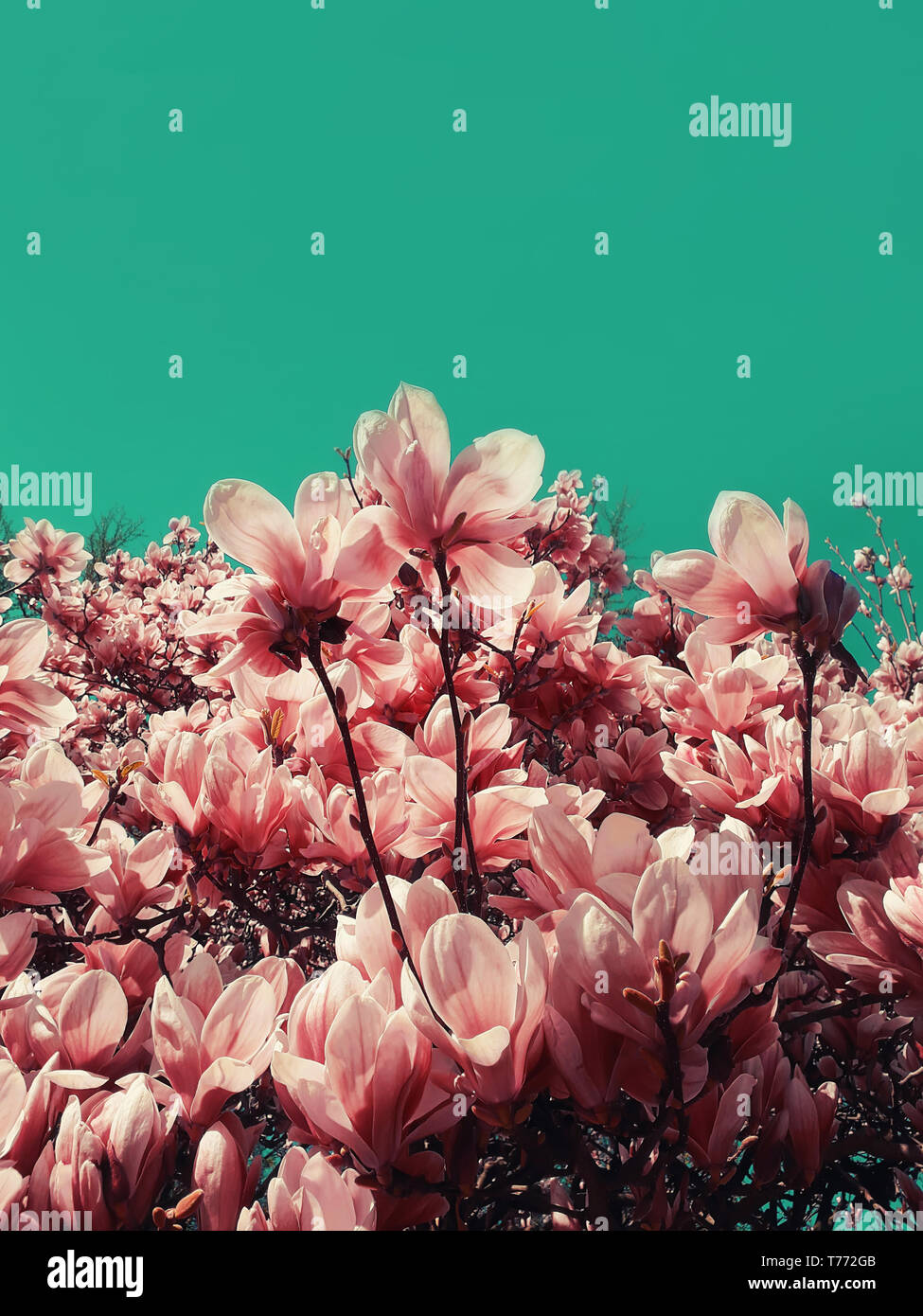 Coral Pink odd albero di magnolia fiori. Elegante motivo floreale su bizzarro cielo colorato. La molla blossom blooming, strano arte contemporanea poster, zine c Foto Stock