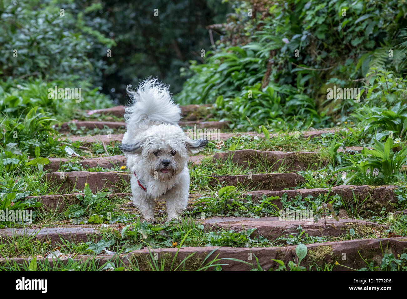 Cockapoo corre giù le scale di pietra Foto Stock