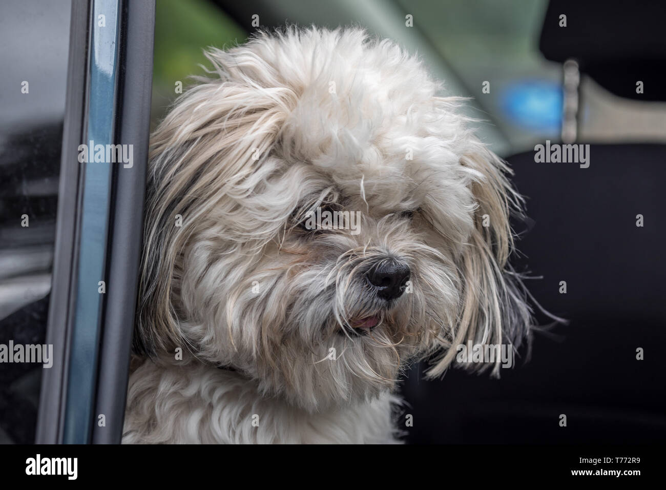 Alert Cockapoo Foto Stock