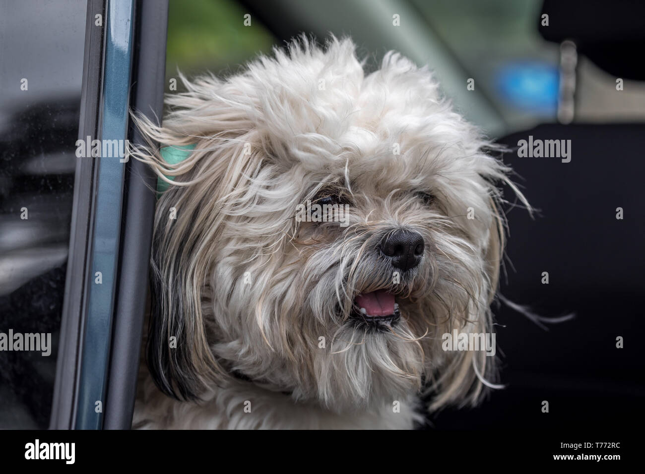 Cockapoo corre giù per le scale Foto Stock