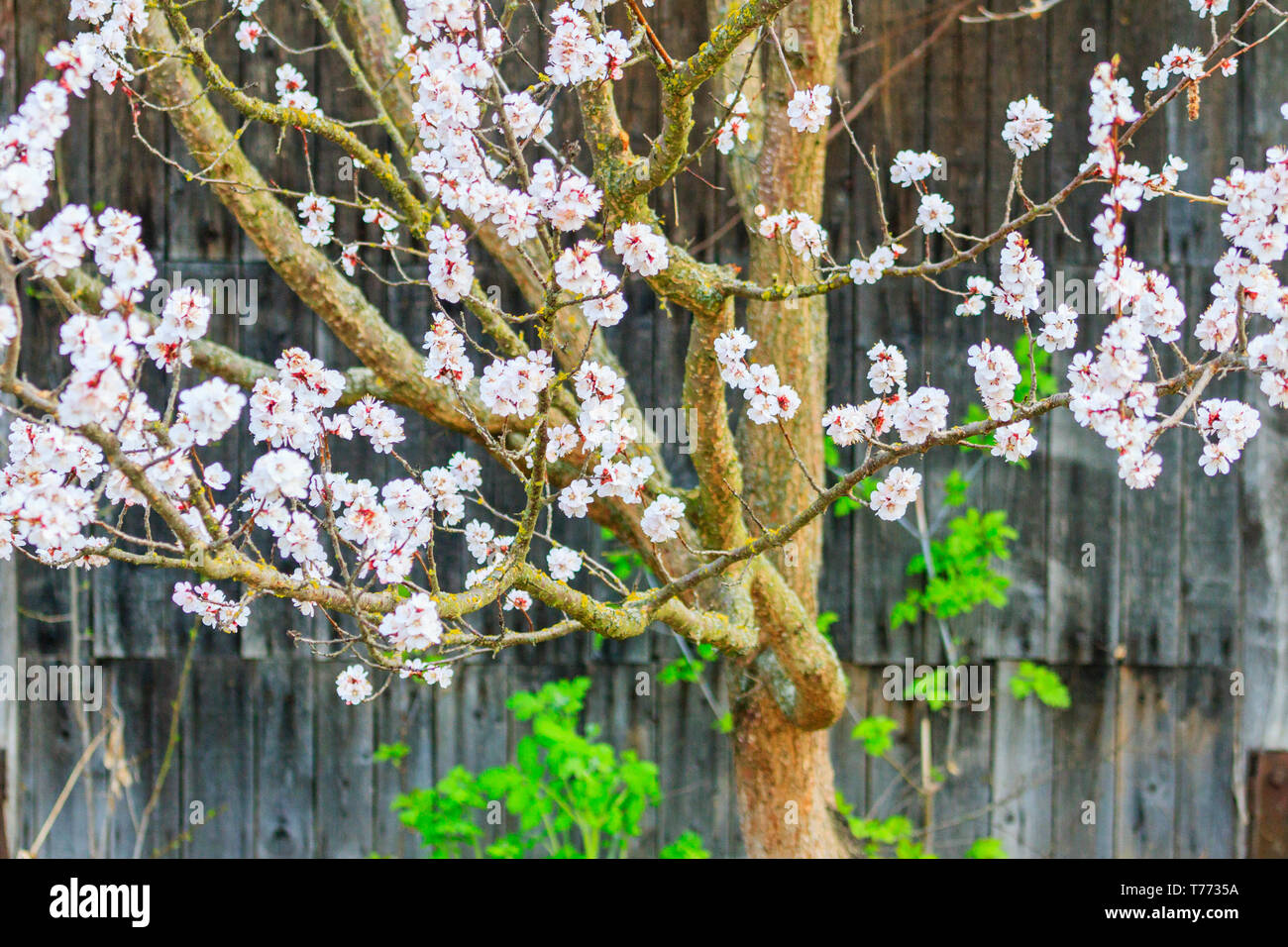 Albero di albicocche in fiore sullo sfondo delle tavole di legno, cambiamento di stagione, molla Foto Stock