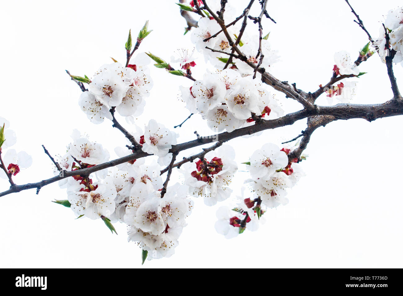 Bellissimo il ramo in colori bianchi su sfondo bianco, cambiamento di stagione, molla Foto Stock