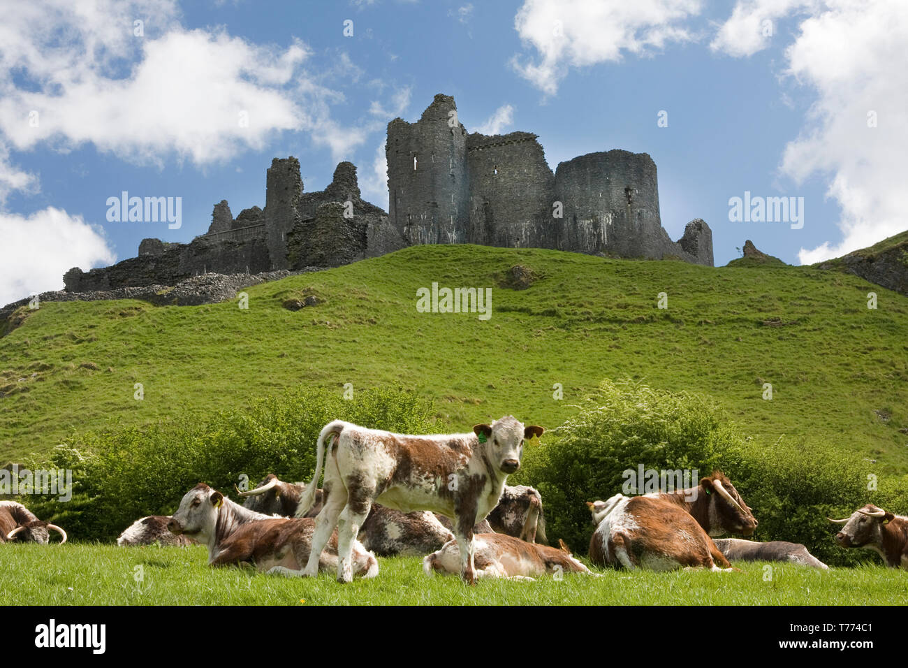 Durham Longhorn bestiame al pascolo ai piedi della Carreg Cennen Castle, Montagna Nera, Carmarthenshire, Galles del Sud Foto Stock