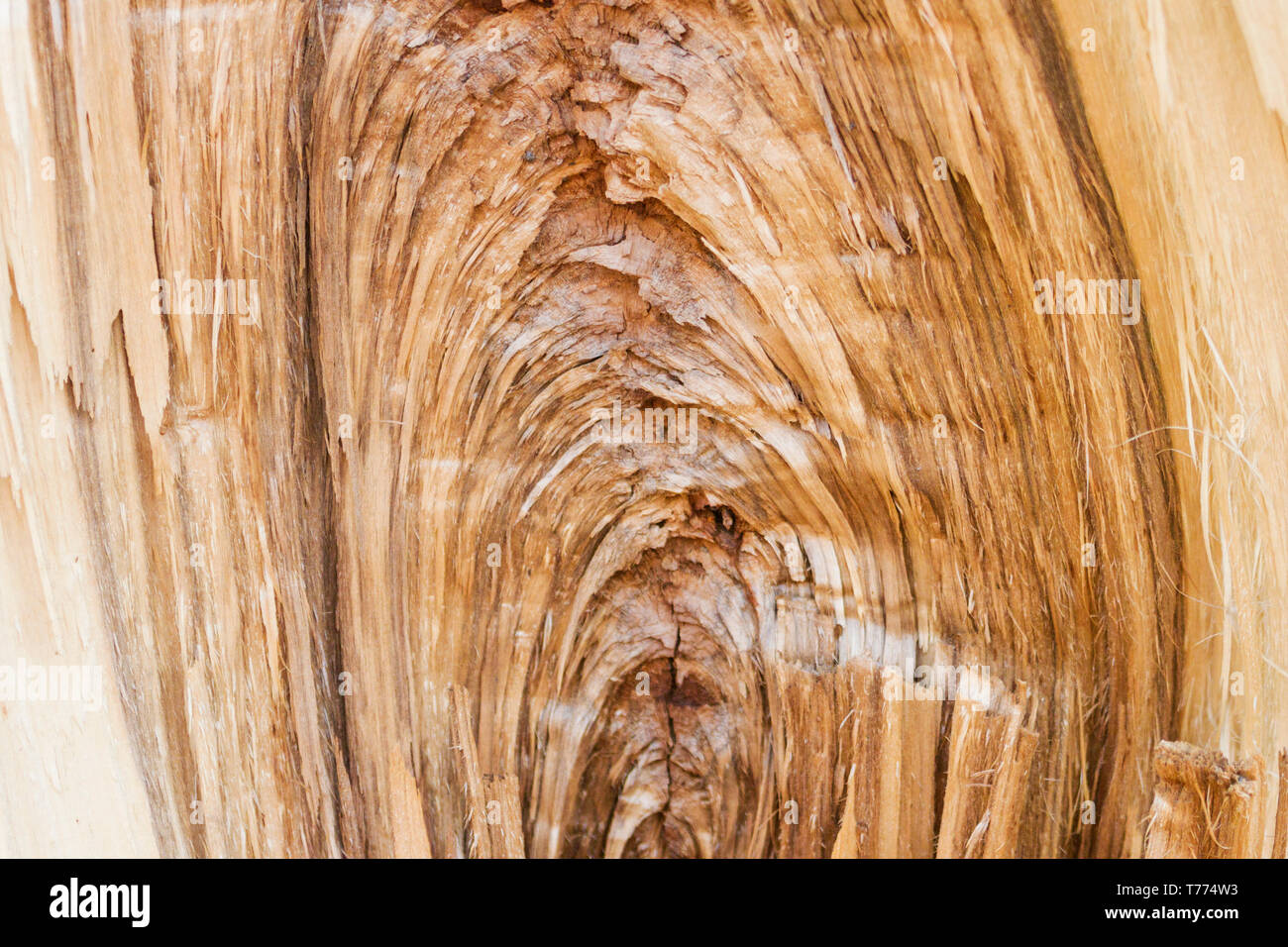 La texture di rotture di fibra di legno, cambiamento di stagione, molla Foto Stock