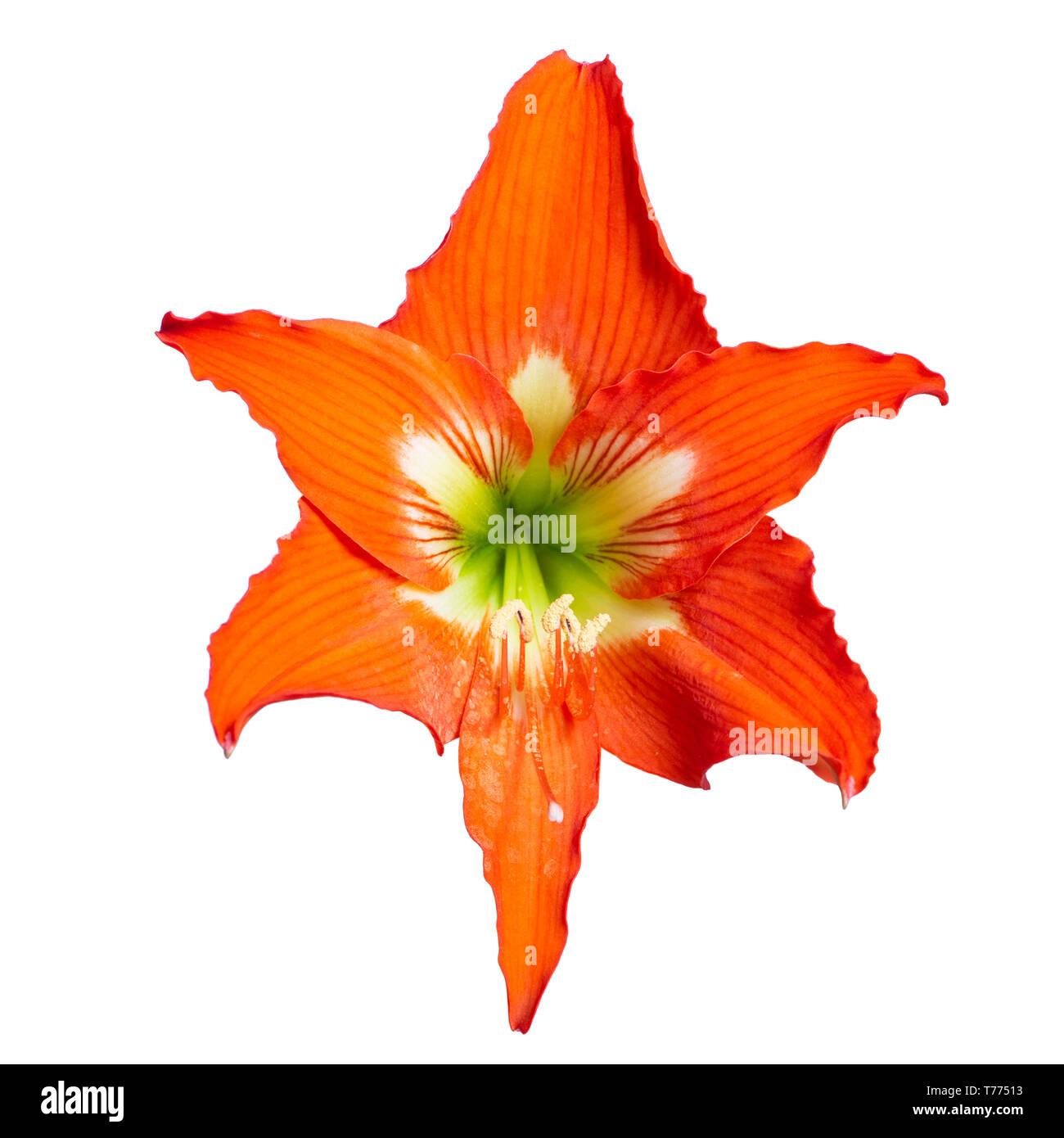 Testa di fiori di ibridi Hippeastrum isolato su bianco, con percorso di clipping. Foto Stock