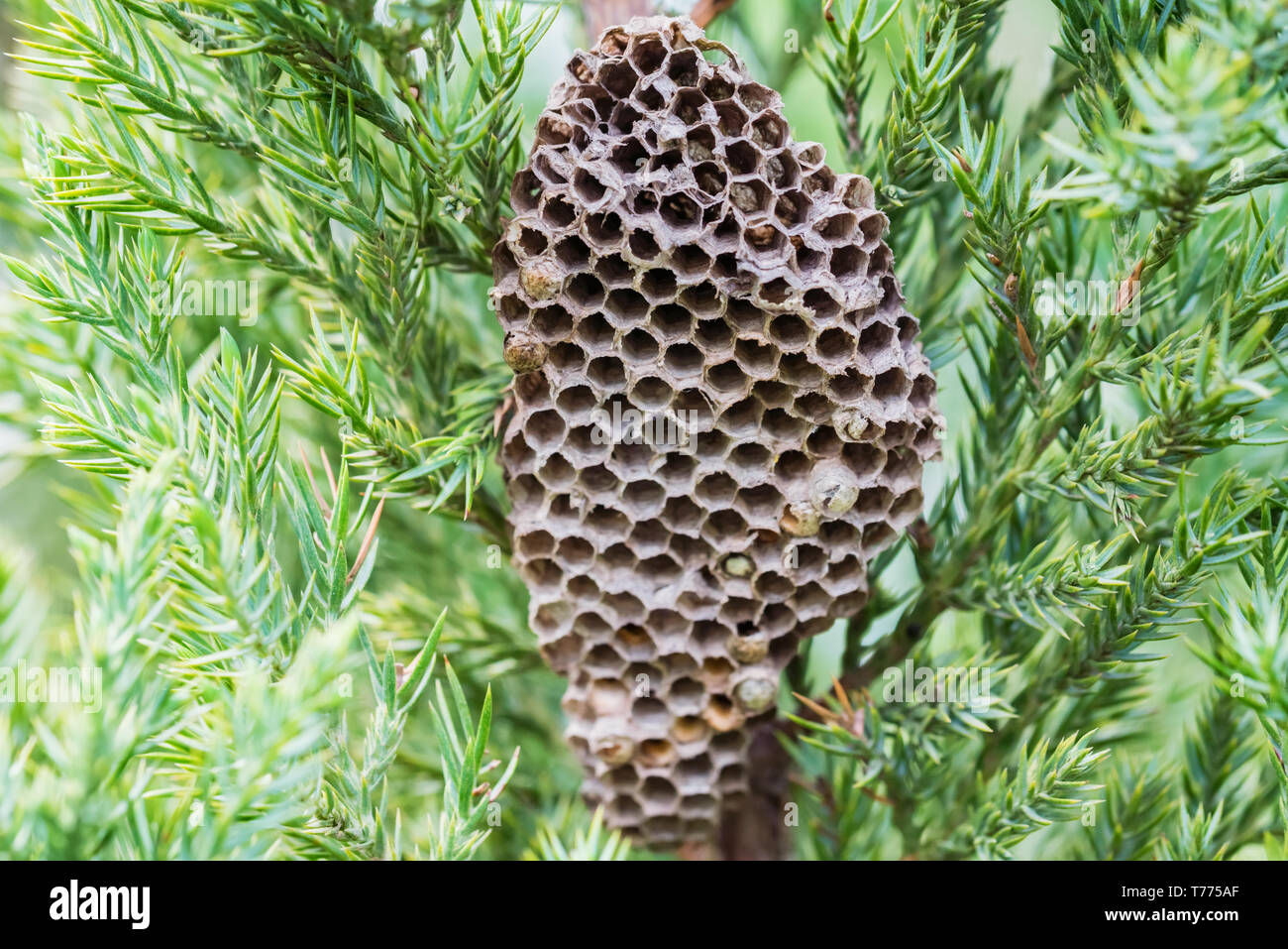 Close up piccolo vespiary naturale sul ramo esterno Foto Stock