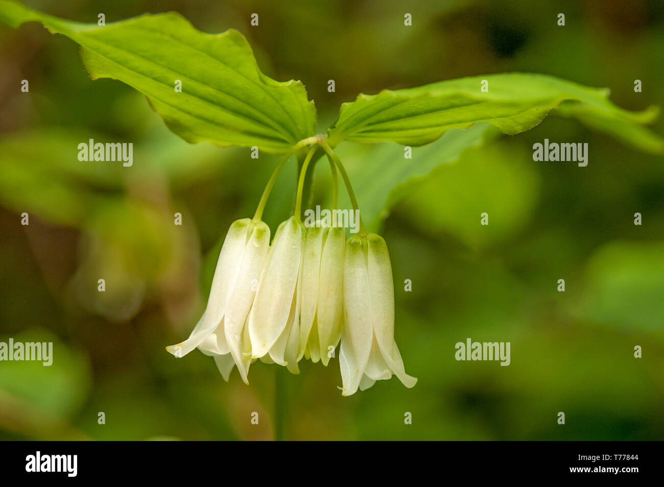 Hooker's Fairybells (Prosartes hookeri); Dolce Creek Falls Trail, Siuslaw National Forest, Oregon. Foto Stock