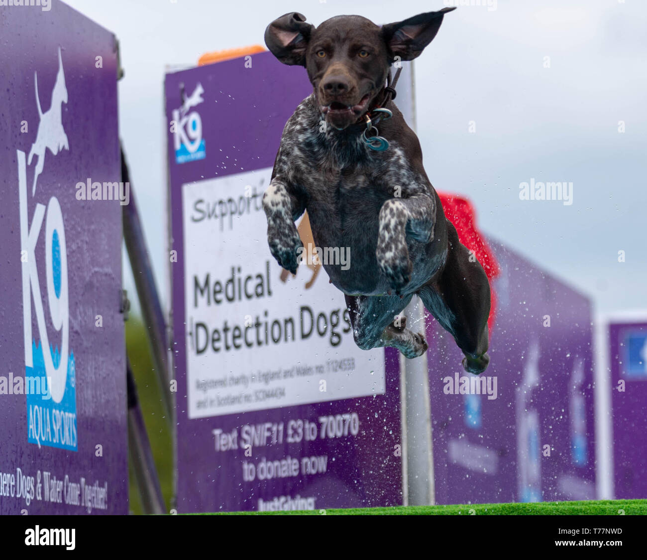 Brentwood, Essex, Regno Unito. Il 5 maggio 2019. Tutto su cani mostrano a Brentwood Essex cane balza in una piscina Credito: Ian Davidson/Alamy Live News Foto Stock