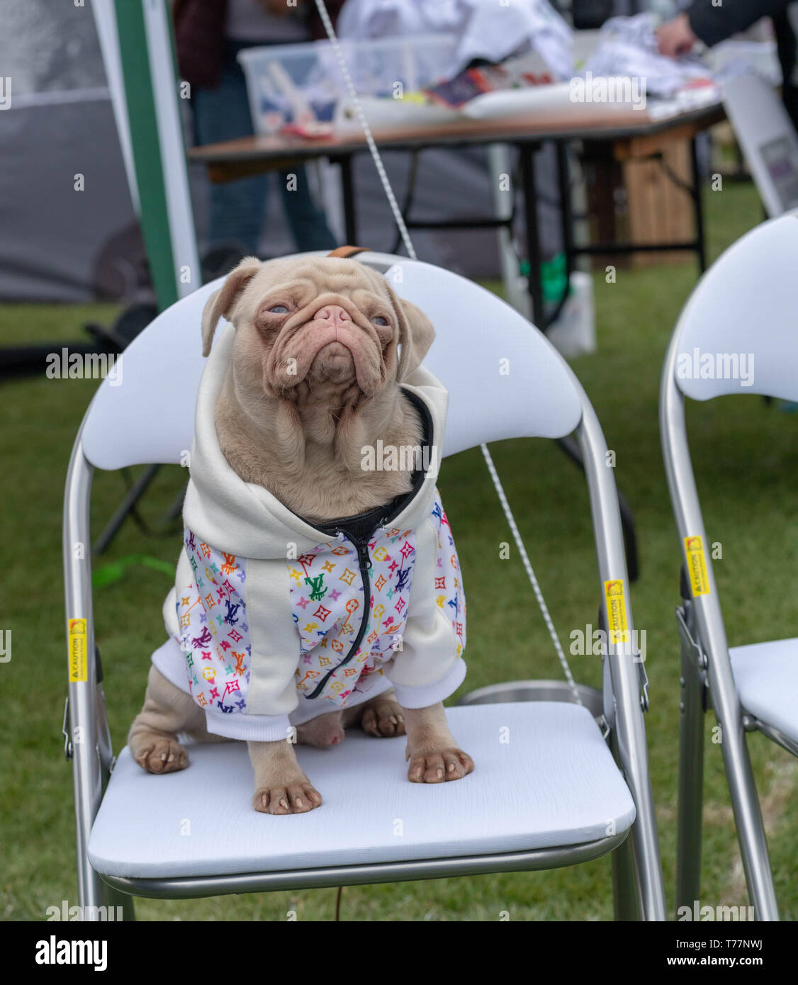 Brentwood, Essex, Regno Unito. Il 5 maggio 2019. Tutto su cani mostrano a Brentwood Essex frullato, un pug in un designer rivestire Credito: Ian Davidson/Alamy Live News Foto Stock