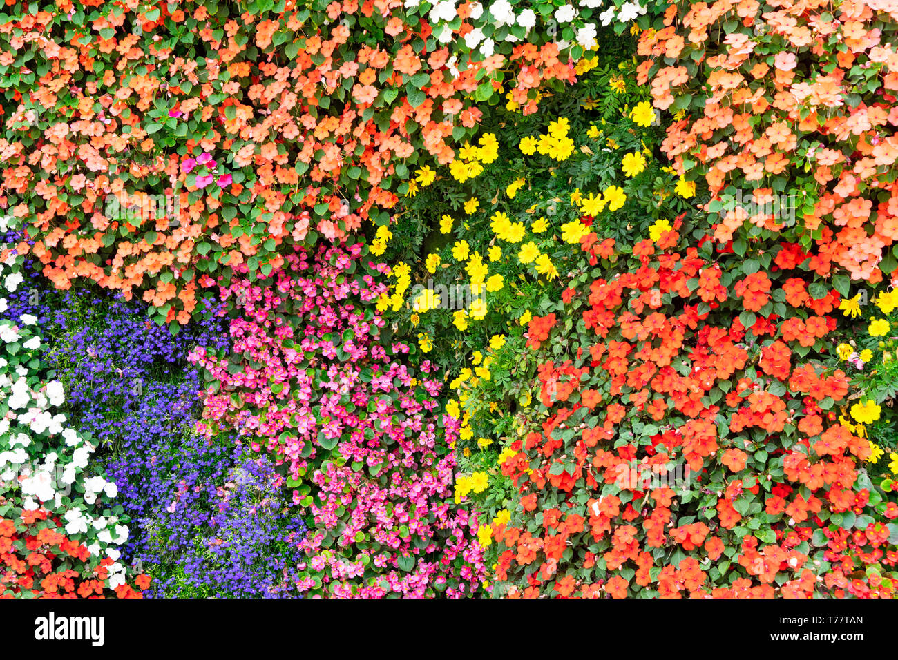 Petali di fiori sullo sfondo Foto Stock