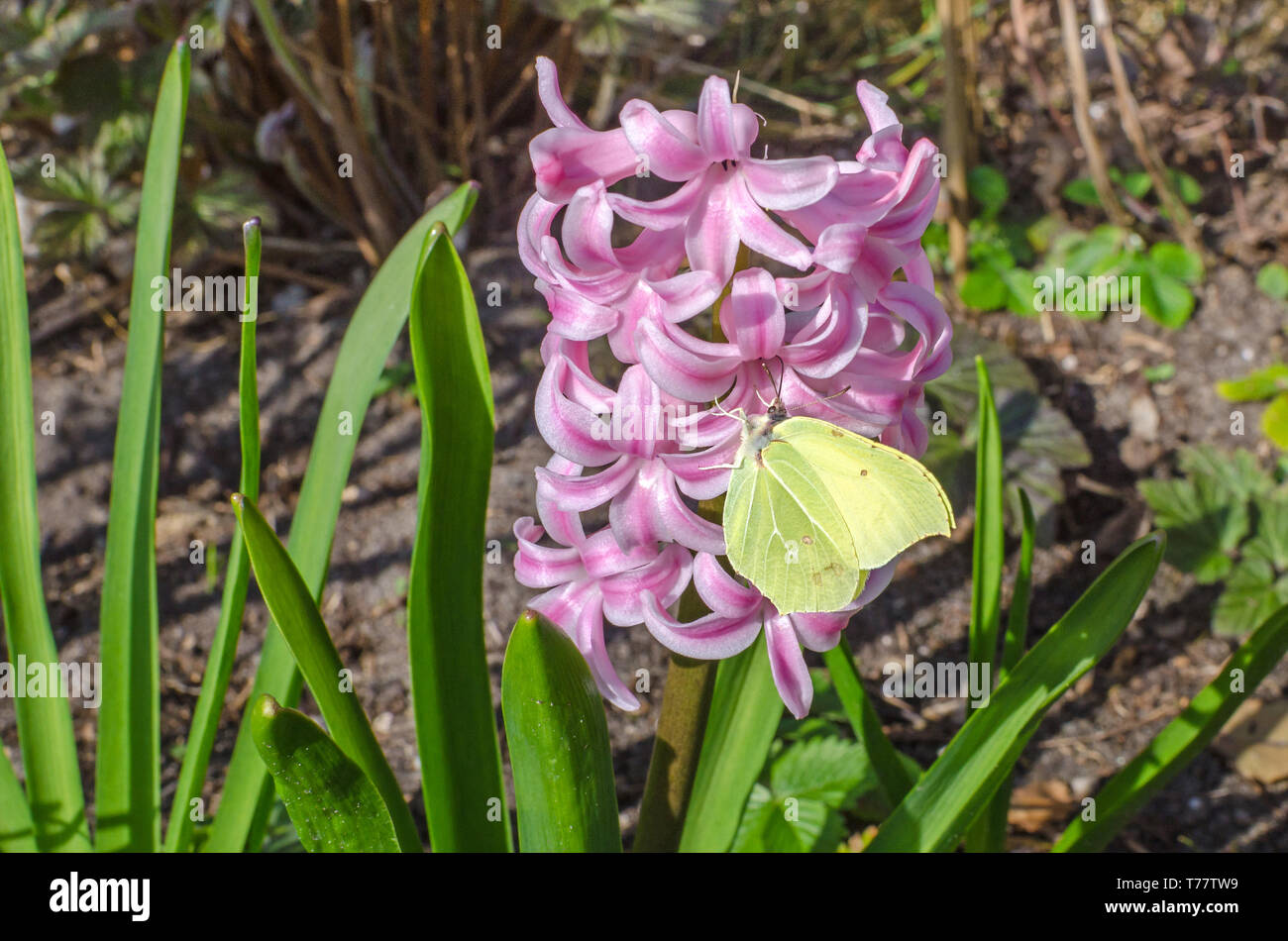 Farfalla di un genere Gonepteryx della famiglia Pieridae comunemente noto come brimstone alimentando il nettare di rosa fiori di giacinto Foto Stock