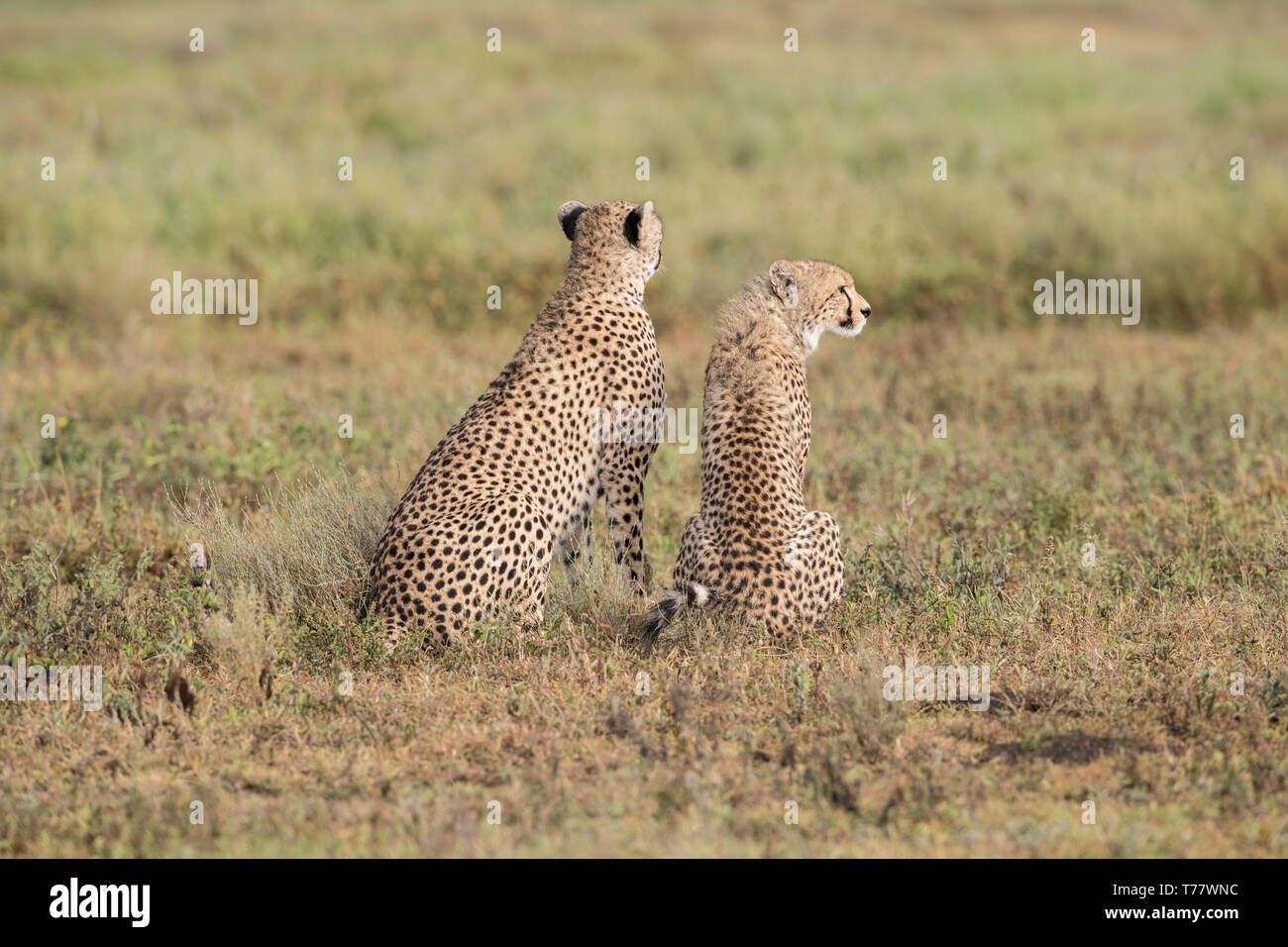 Cheetah madre e bambino cub, Tanzania Foto Stock