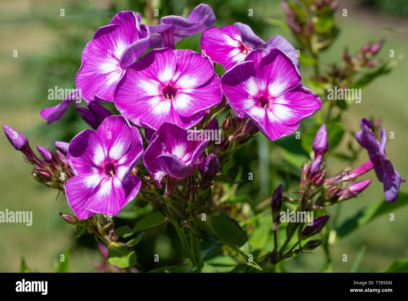 Giardino (Phlox Phlox paniculata), fiori d'estate Foto Stock