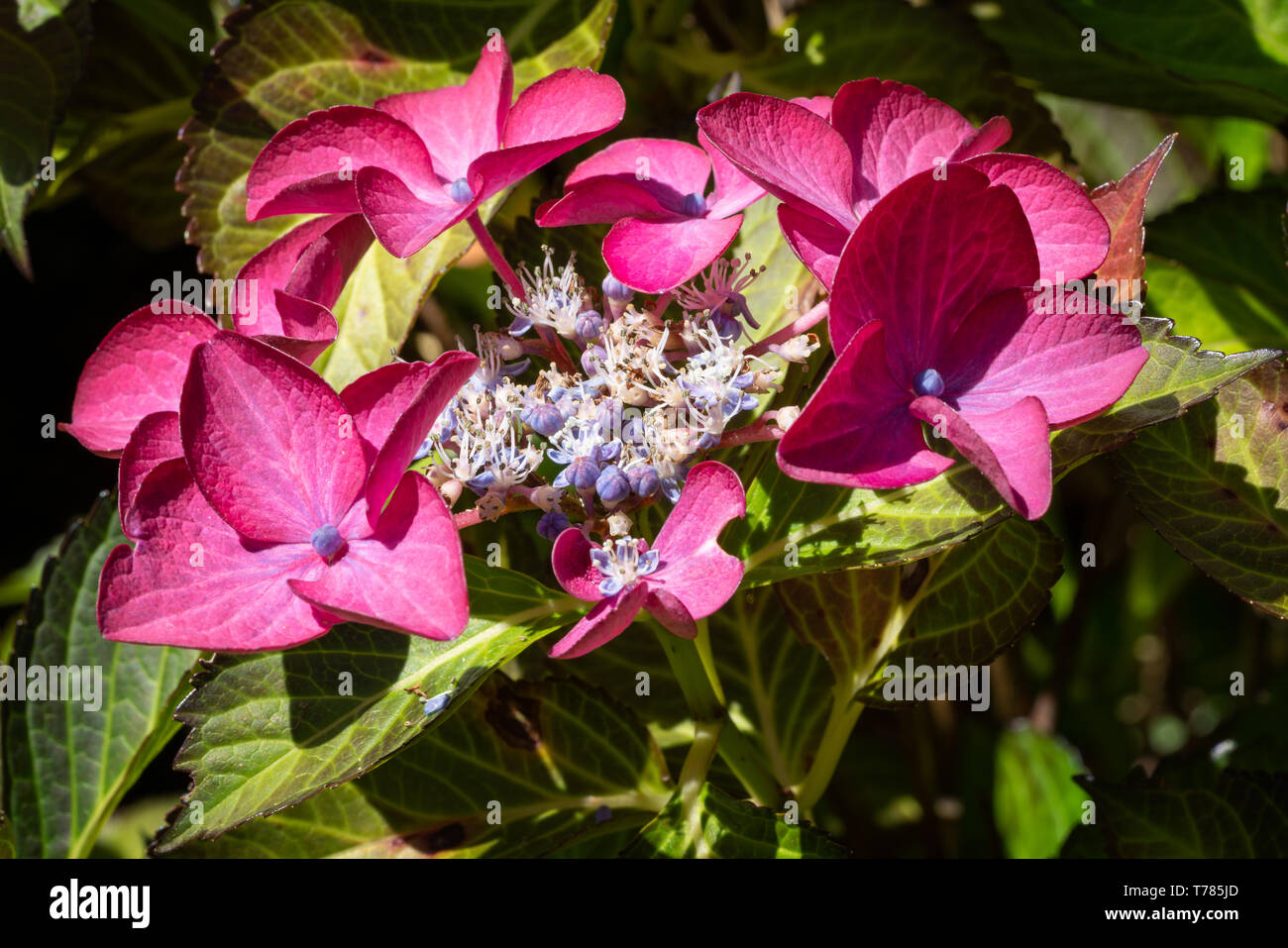 Penny mac (Hydrangea macrophylla), fiori d'estate Foto Stock