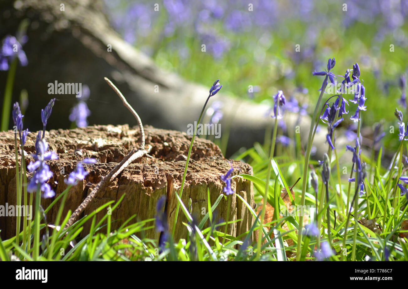 La primavera, Hyacinthoides non scripta {Common Bluebell} Foto Stock
