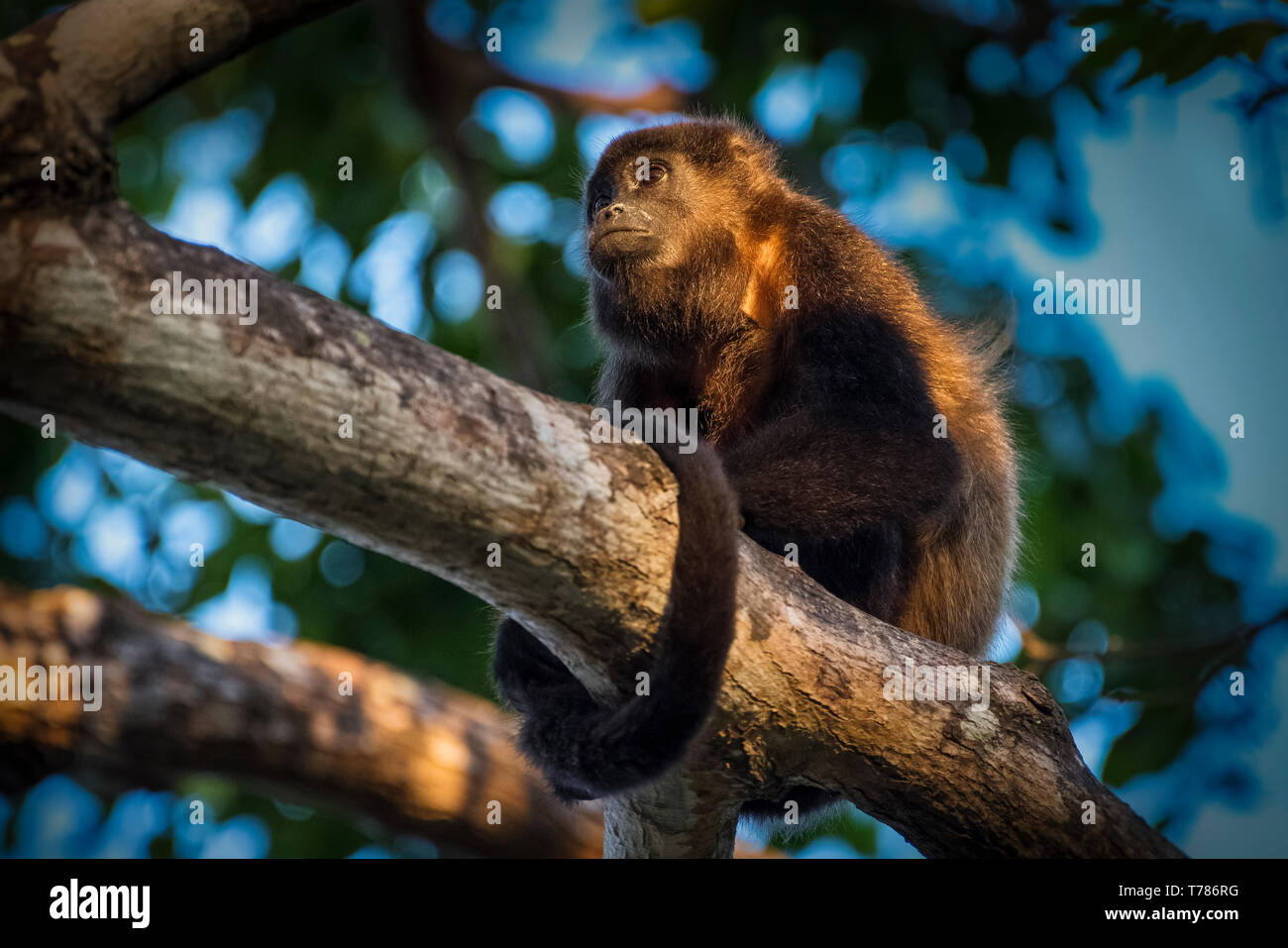 Baby scimmia urlatrice su un albero Foto Stock