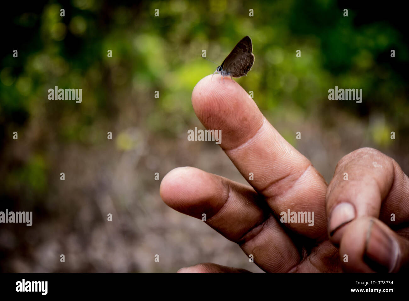 Farfalla sulla mano nella foresta Foto Stock