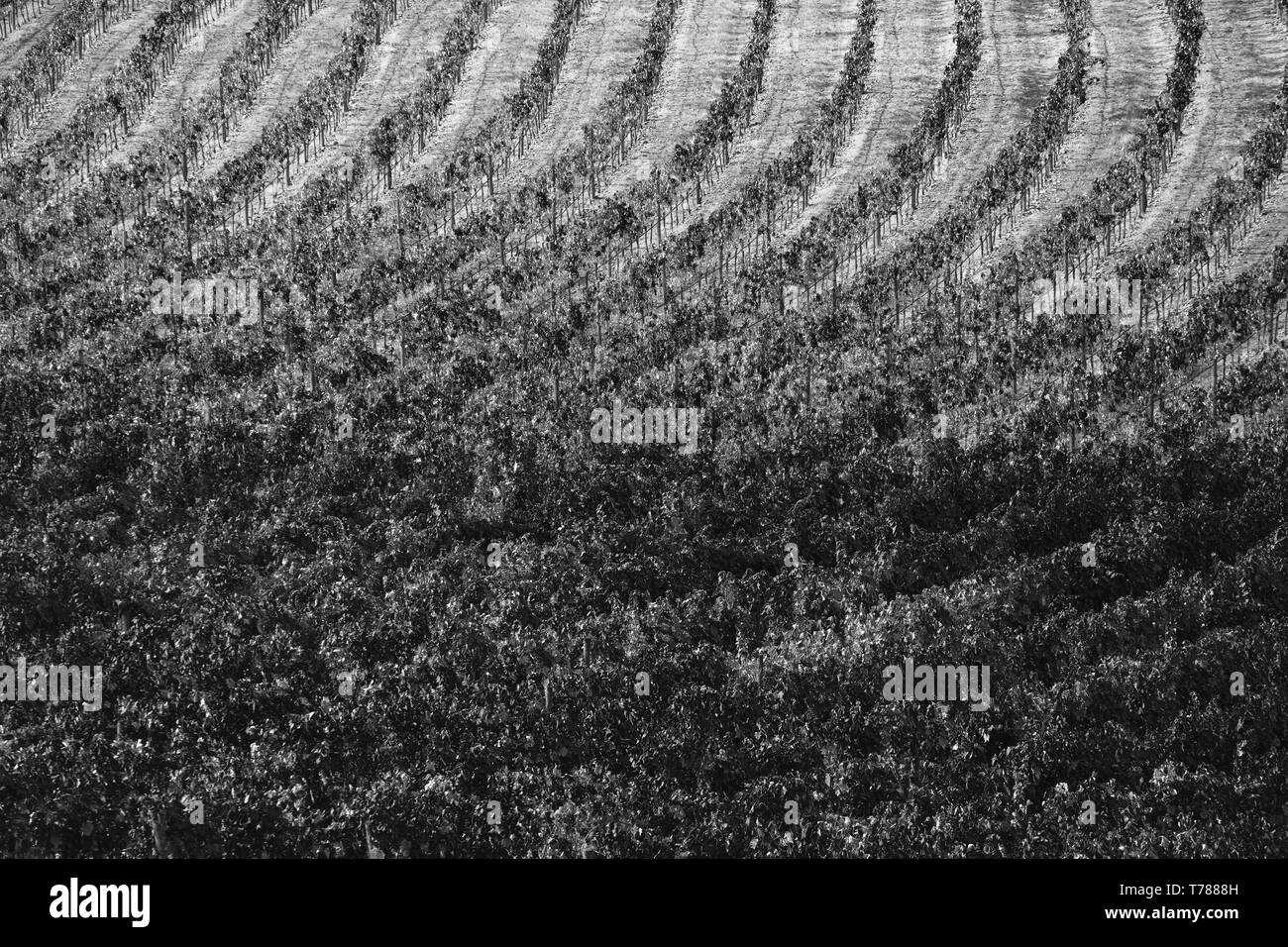 Vigneti, Via degli Etruschi, San Gusmè, Toscana, Italia. Versione in bianco e nero Foto Stock