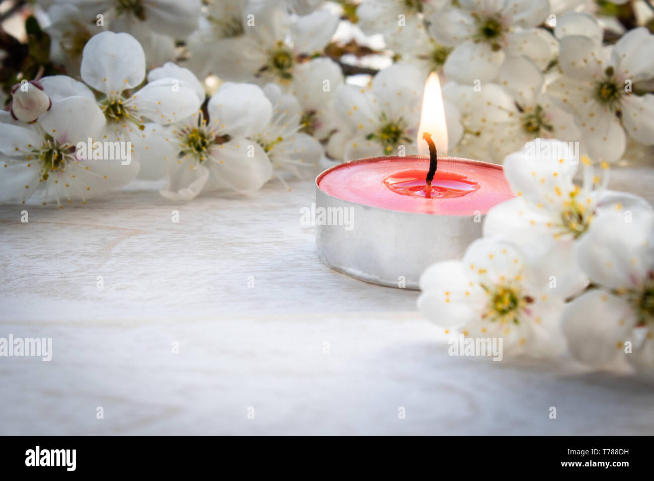 Candela rossa con bianco ciliegio rami. Close-up. Foto Stock