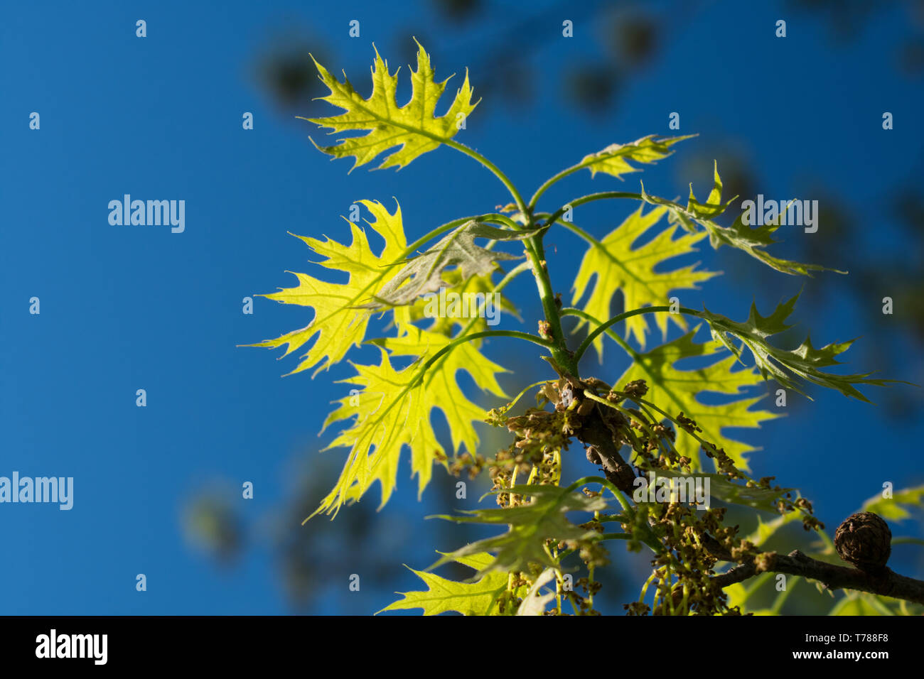 Il nord di quercia rossa (Quercus rubra) foglie illuminate dal sole con cielo blu e altre foglie in background Foto Stock