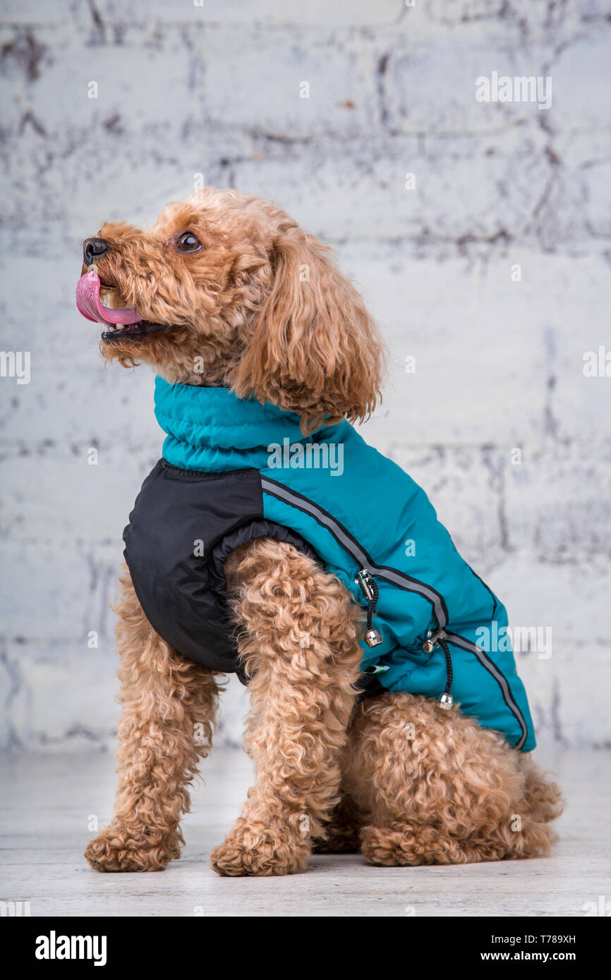 Piccolo Cane divertente di colore marrone con capelli ricci di barboncino Toy razza in posa di vestiti per cani. Oggetto accessori e abiti alla moda per animali domestici. S Foto Stock
