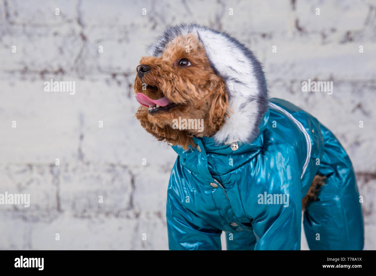 Piccolo Cane divertente di colore marrone con capelli ricci di barboncino Toy razza in posa di vestiti per cani. Oggetto accessori e abiti alla moda per animali domestici. S Foto Stock