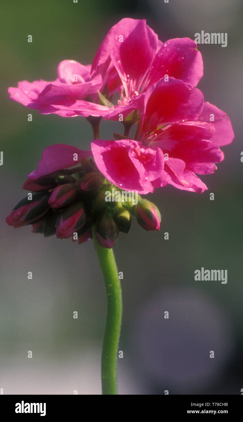 FIORE DI PELARGONIO ROSSO SCURO Foto Stock