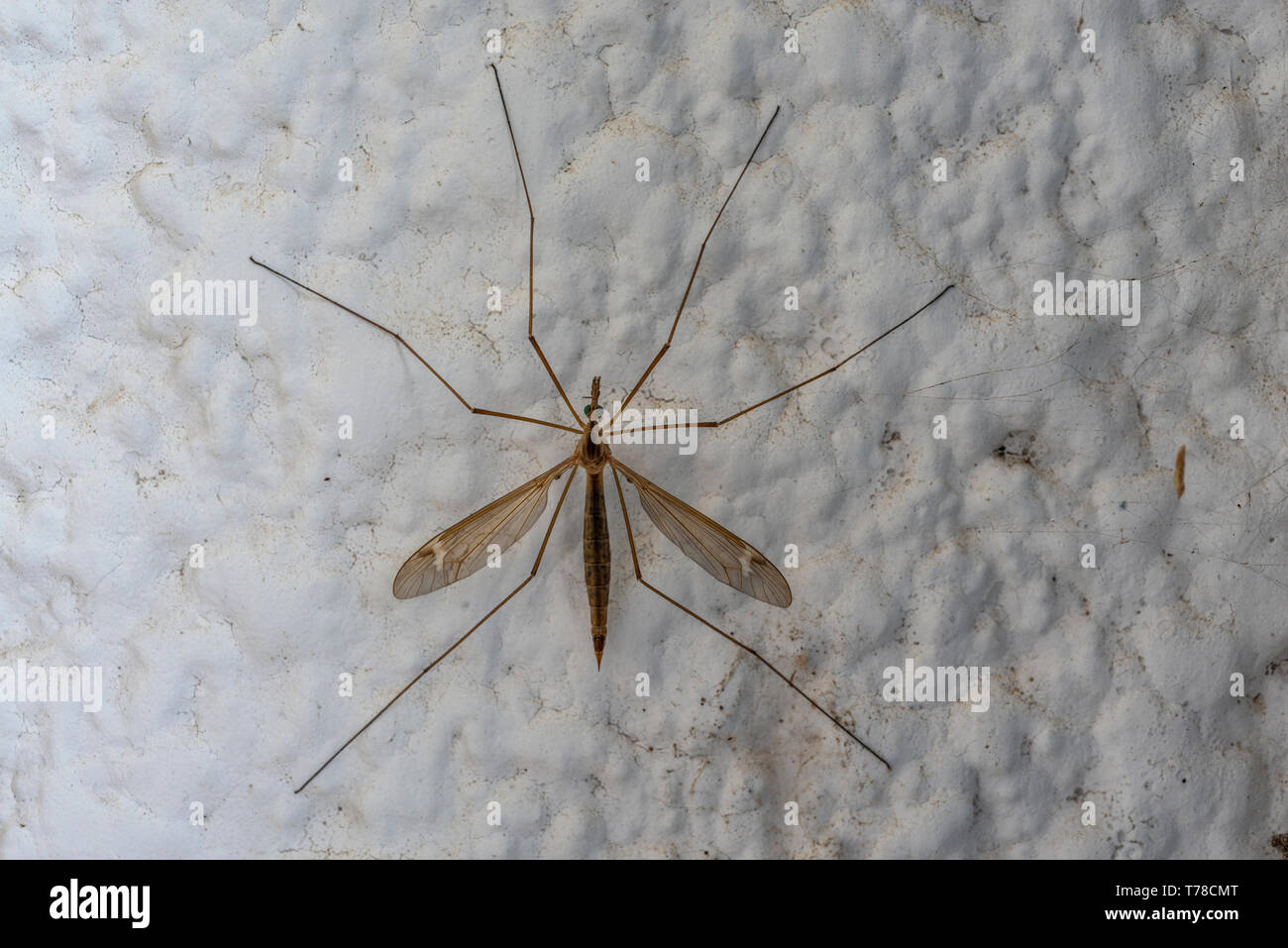 Mosquito su una parete Foto Stock