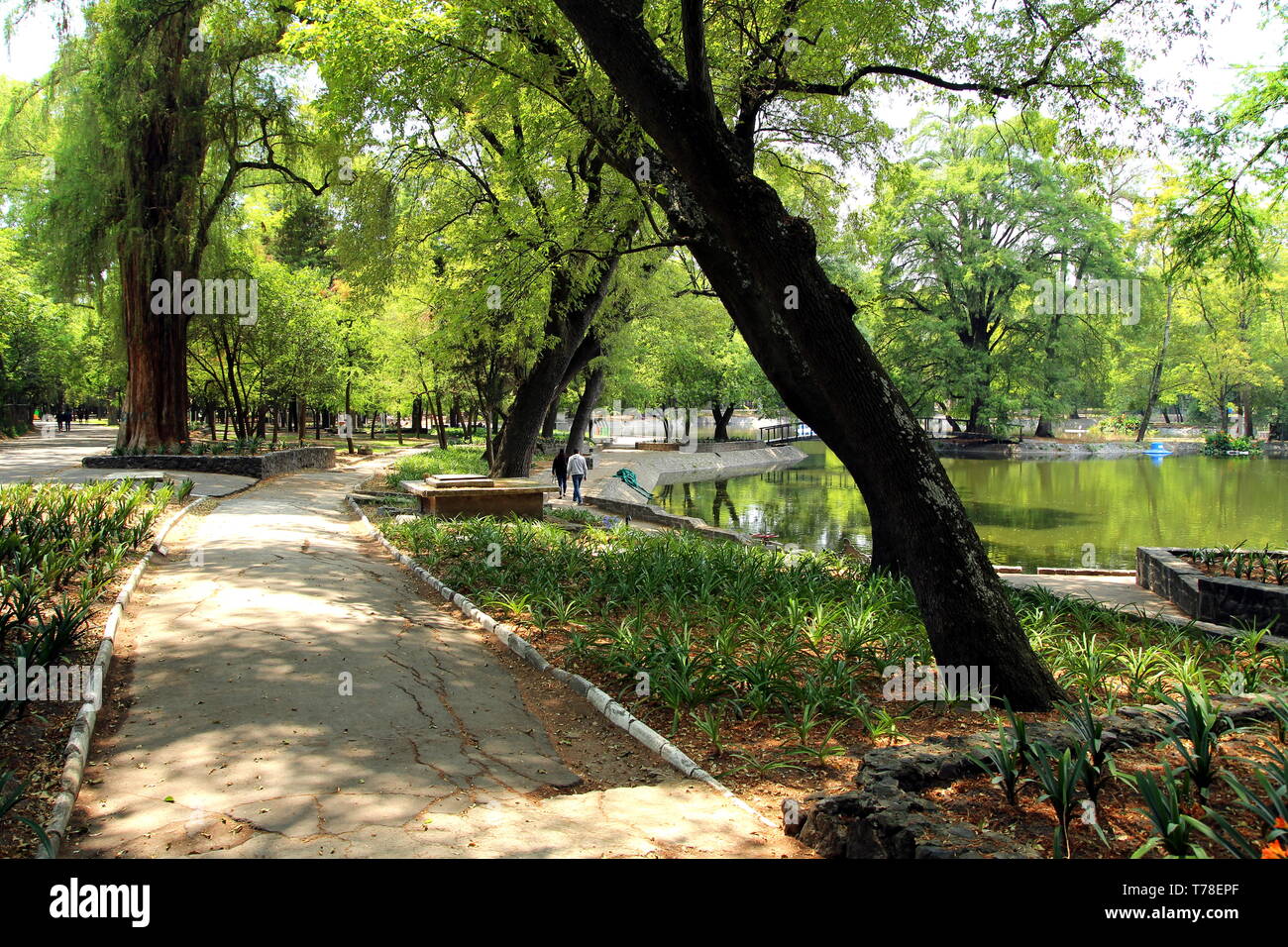 Bosque de Chapultepec. Parco di Chapultepec, Città del Messico. Foto Stock