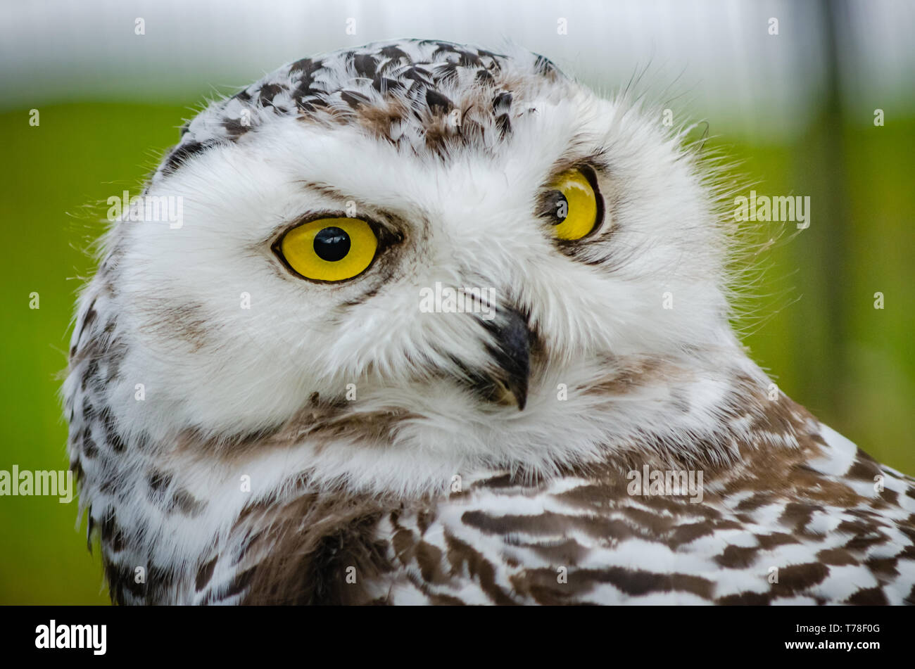 Questa immagine di una civetta delle nevi (Bubo Scandiacus) è stato preso a Kingussie Highland Wildlife Park, Scozia. L'uccello è impressionante e ipnotizzante gli occhi. Foto Stock