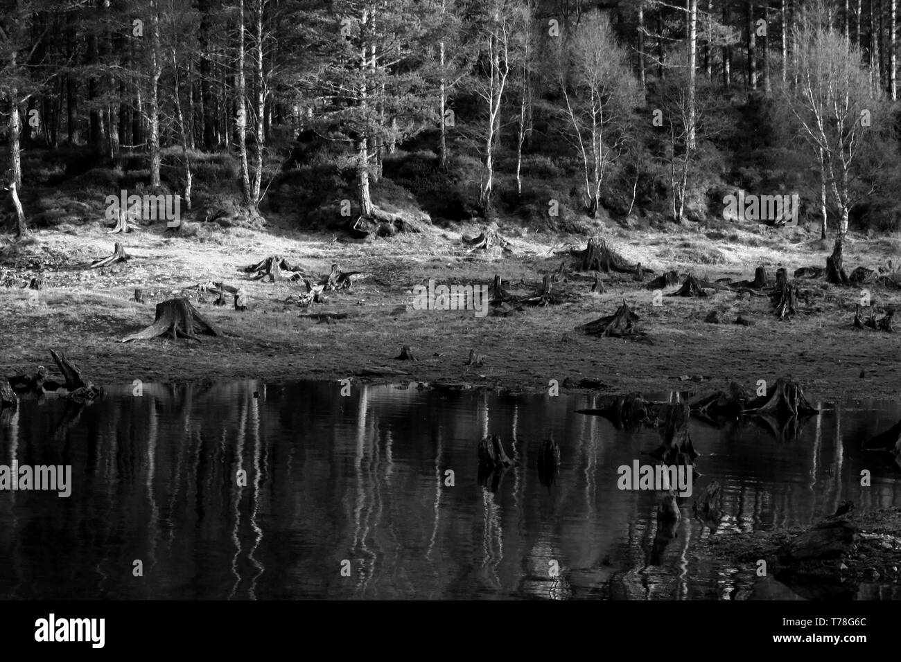 Alberi sulla riva di un lago con riflessi nell'acqua Foto Stock