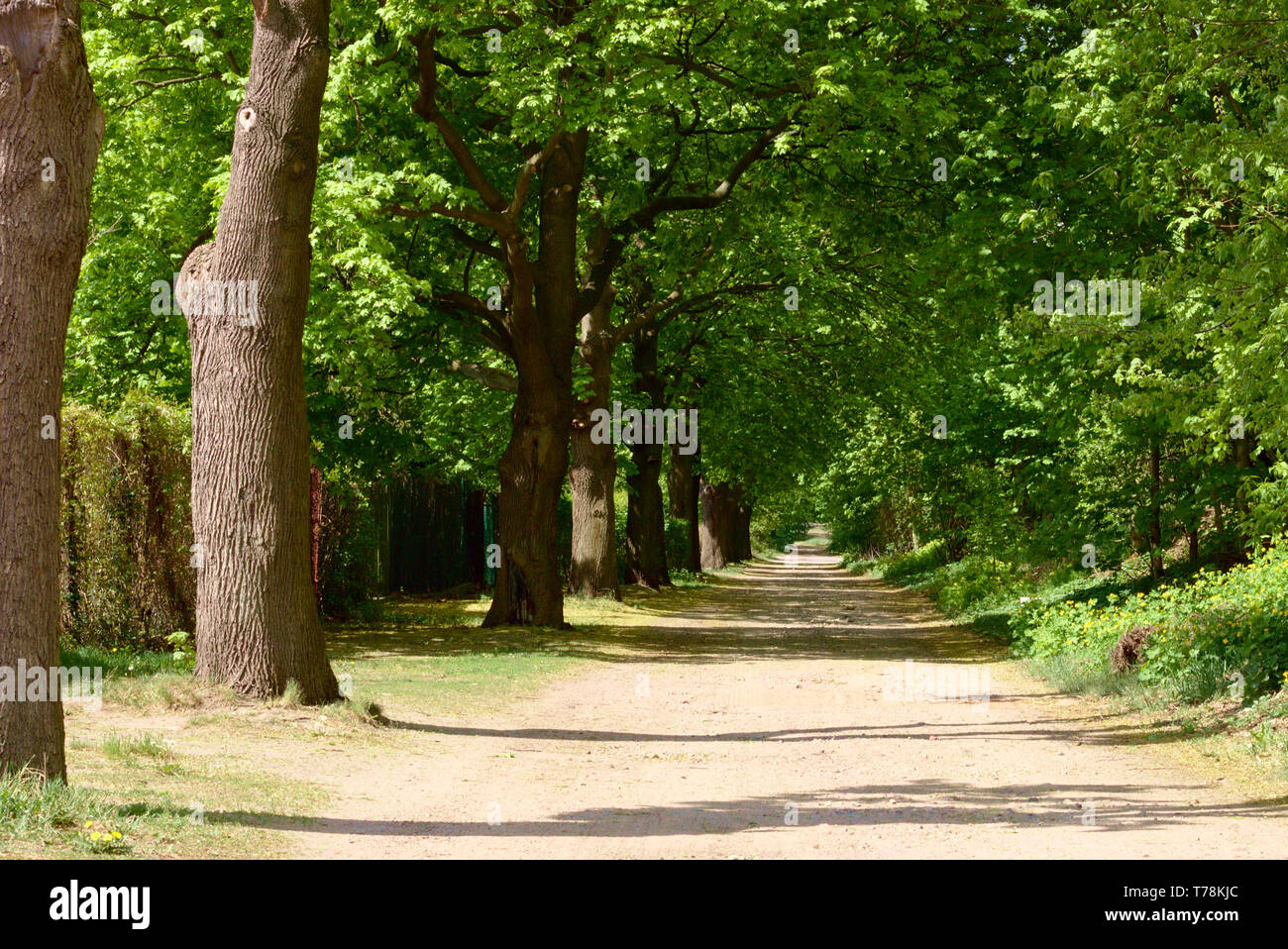 A tunnel viale di alberi Foto Stock