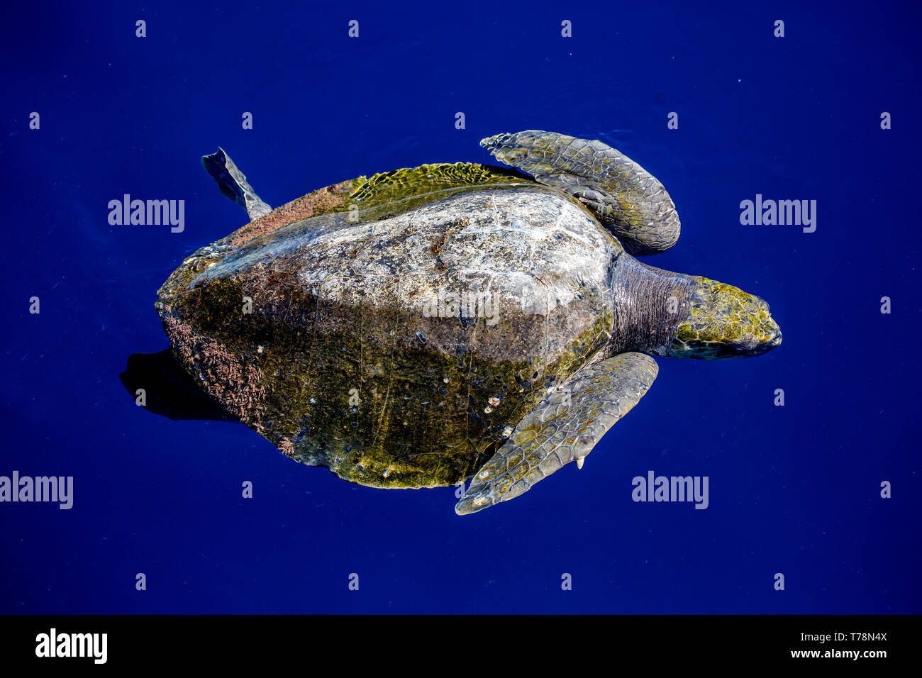 Olive Ridley Sea Turtle (Lepidochelys olivacea), noto anche come il Pacific Ridley Sea Turtle, in appoggio sulla superficie del mare di corteccia Foto Stock