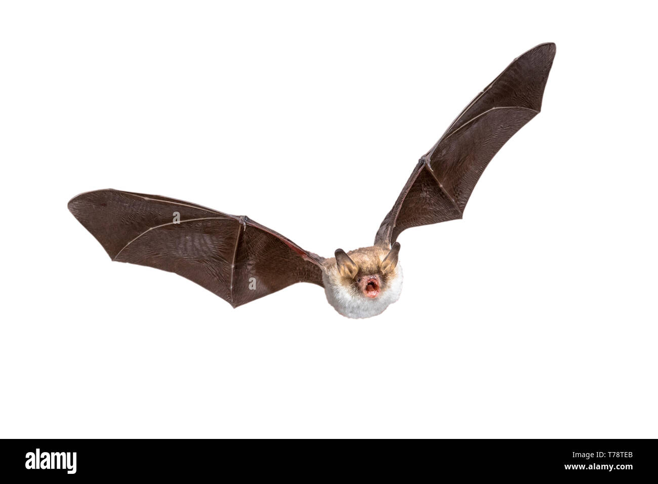Flying Natterer bat (Myotis nattereri) Azione girato di caccia animale isolato su sfondo bianco. Questa specie è di medie dimensioni, notturna e insec Foto Stock