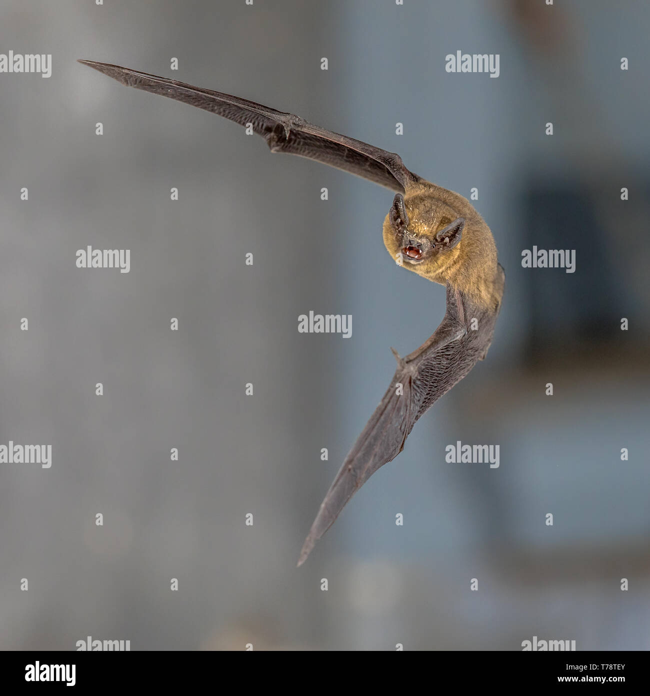Flying Pipistrelle bat (Pipistrellus pipistrellus) fotografie ad alta velocità colpo di animale di caccia su sfondo blu. Questa specie è sapere per sono ' appollaiati Foto Stock