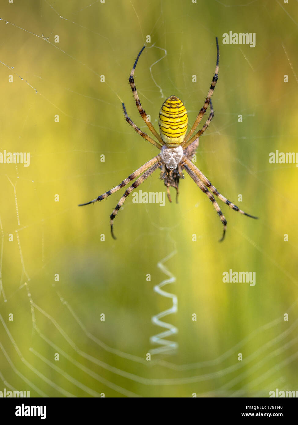 Wasp spider (Argiope bruennichi) in attesa di preda nel web. Close up Foto Stock