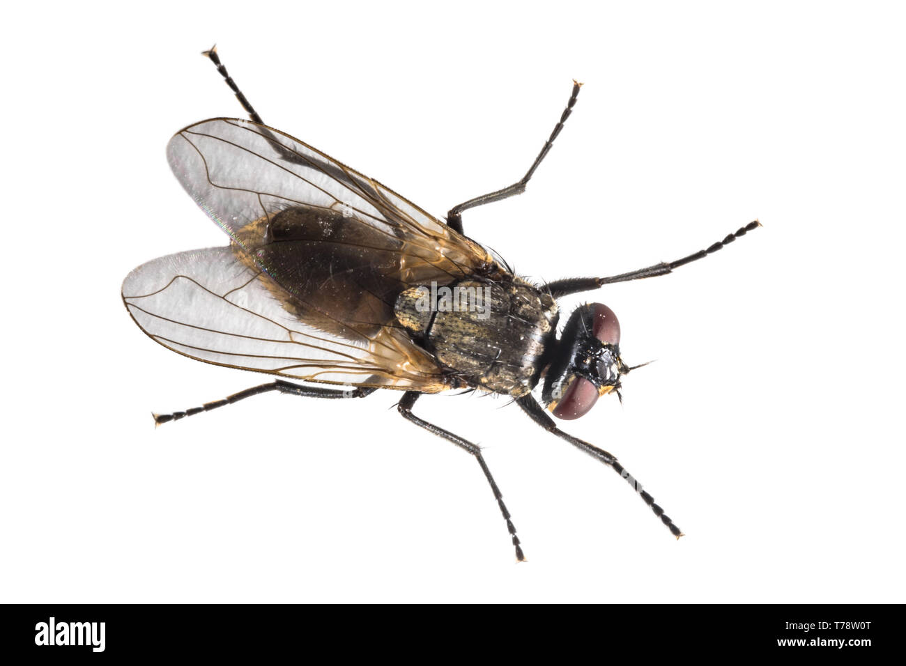 (Housefly Musca domestica) isolato su sfondo bianco. Vista dall'alto in basso della casa di volare da sopra. Foto Stock