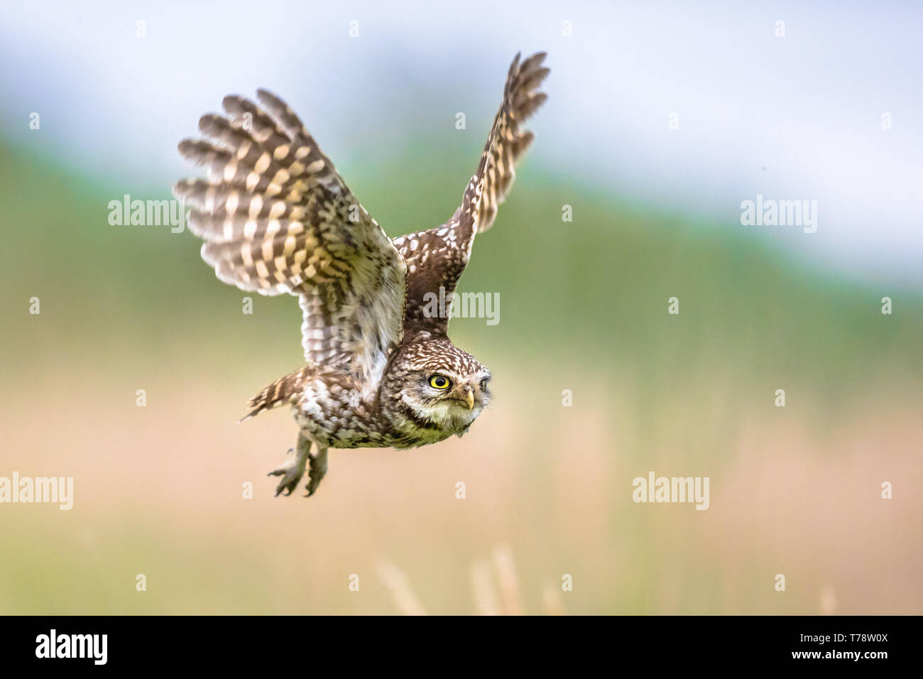 Civetta (Athene noctua) uccello notturno battenti all'alba a caccia di prede sulla campagna belga delle Fiandre Foto Stock