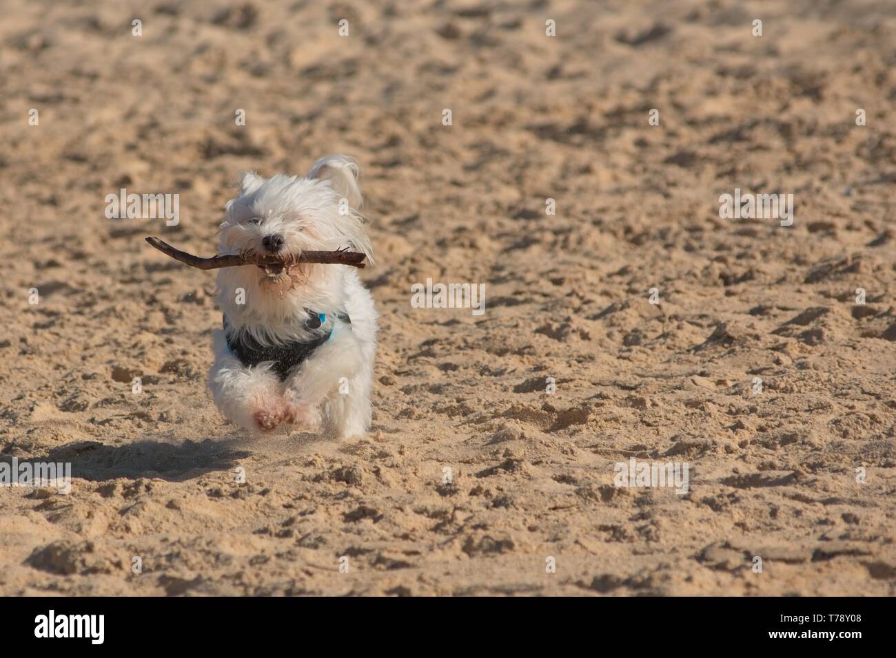 Bianco cane Maltese con bastone in esecuzione sulla spiaggia. Foto Stock