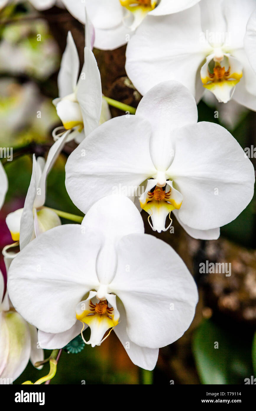 Il National Orchid Garden, il Singapore Botanic Gardens, Singapore, Sud-est asiatico Foto Stock